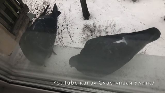Голуби. Глажу через стекло. Не боятся. Кушают. Зима. Подоконник. смотреть онлайн