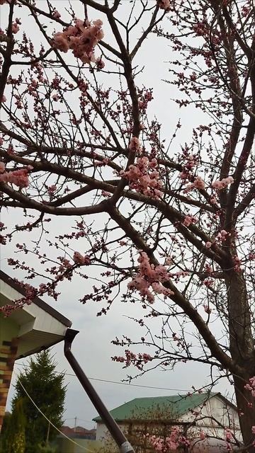 Цветение абрикоса.