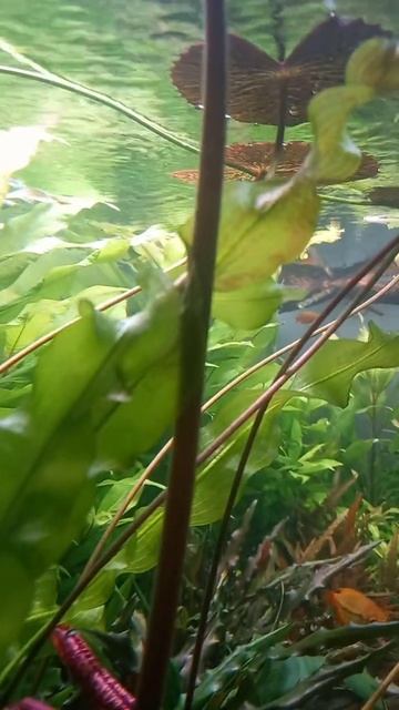 Nymphaea naciendo flor día 5 смотреть онлайн