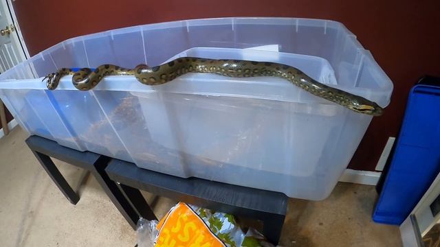 WOUNDED Snake, Green Anaconda gets a NEW CAGE SETUP / Ghost Boa Constrictor!!! смотреть онлайн