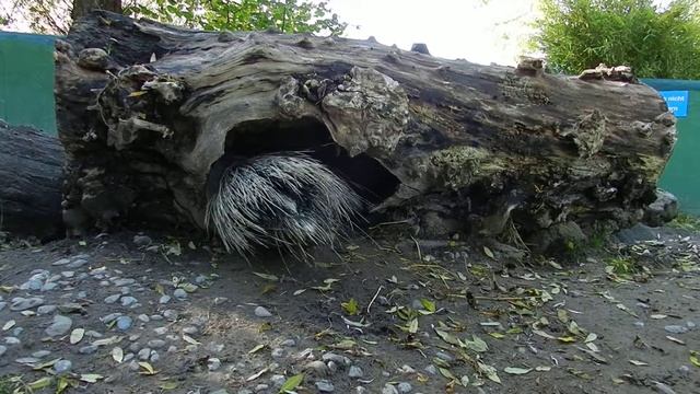 木の穴に入れないヤマアラシ смотреть онлайн