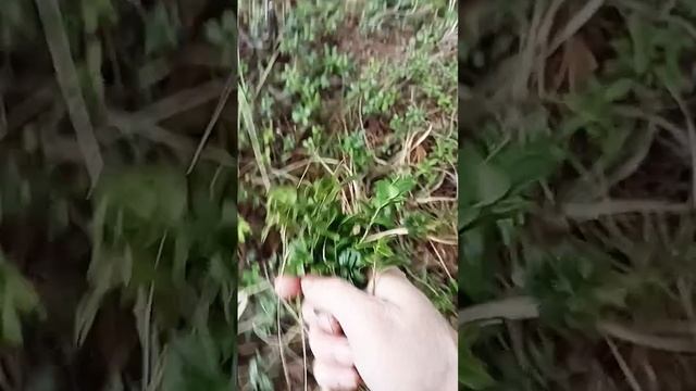 Брусничник можно уже собирать... смотреть онлайн