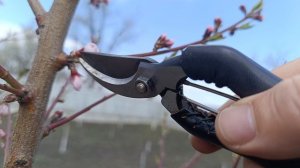 Коррекция персика после летней формировки.