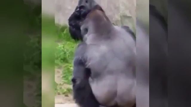 Обезьяна пердун смотреть онлайн