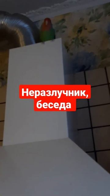 Неразлучник, беседа по душам смотреть онлайн