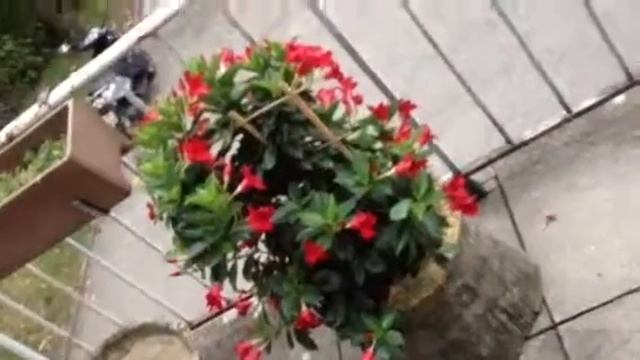 Diplodenia sur terrasse смотреть онлайн