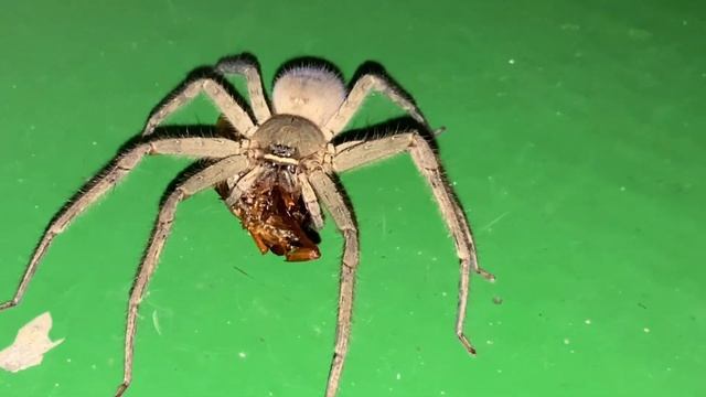 ありがたや〜アシダカグモが巨大ワモンゴキブリを捕食してくれる〜 Heteropoda venatoria ♀ メス 沖縄の蜘蛛 Spider смотреть онлайн