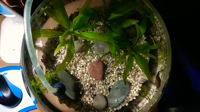 Данио и гуппи смотреть онлайн