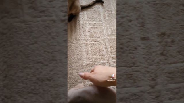 Лапки кролика вам конец!!!!!!