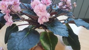 Фиалка Дрезден долл