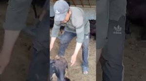 Вакцинация овец мрс