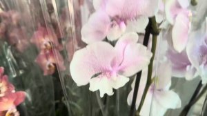 Супер Обзор Орхидей ( Одесса садовый центр )