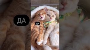 Кот и кошка.(разговоры)