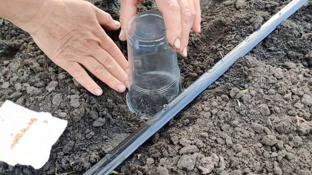 How to Quickly Grow Cucumbers - Part 1 смотреть онлайн