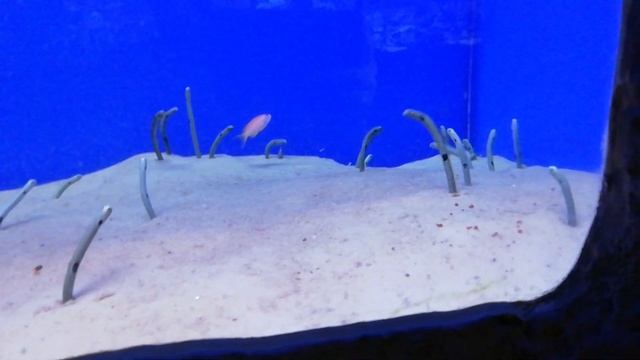 морские черви смотреть онлайн