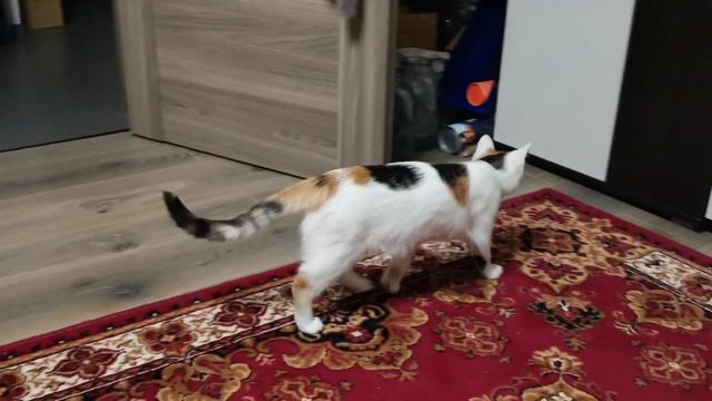 Бой Кэррика с врагом. #Кэрри и #очиститель воздуха, кто кого? #смешноевидео #котенок смотреть онлайн