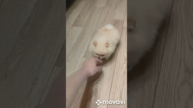померанец микро смотреть онлайн