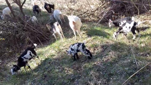 Відповідь на коментар " що я роблю з кролячими і козячими шкурами ".. смотреть онлайн