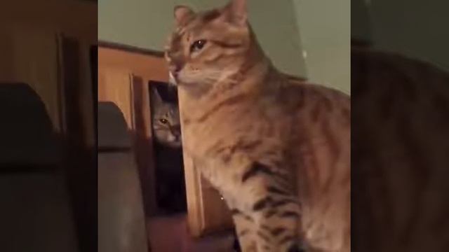 Ревнивая кошка🤗 лайк пожалуйста😊 смотреть онлайн