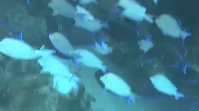 Blue Tang смотреть онлайн
