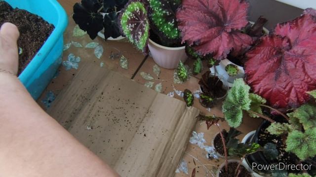 Бегония. Раньше я боялась,а теперь...😀 смотреть онлайн