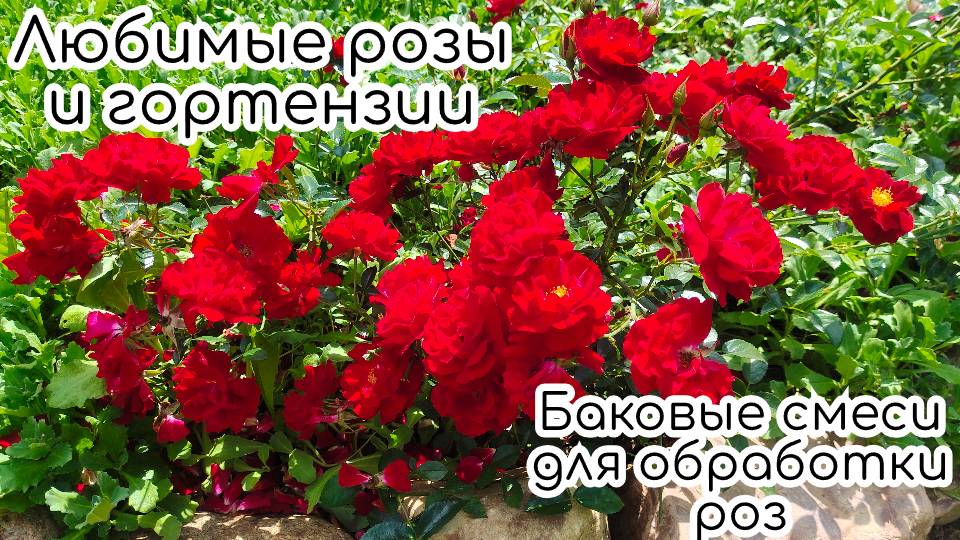 Любимые розы и гортензии/ продлеваем урожай томатов/баковые смеси для обработки роз/ строим дровник смотреть онлайн