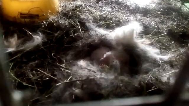 Новорожденные кролики смотреть онлайн