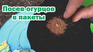 Кое-что новенькое в посеве огурцов