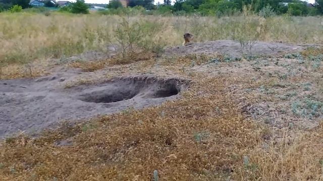 Байбаки смотреть онлайн