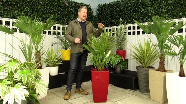 Chamaerops Humilis 1m (Product Review) смотреть онлайн