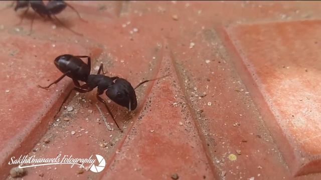 Camponotus The Black Ant смотреть онлайн