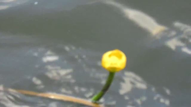 Кувшинки у Нагатинского метромоста. смотреть онлайн