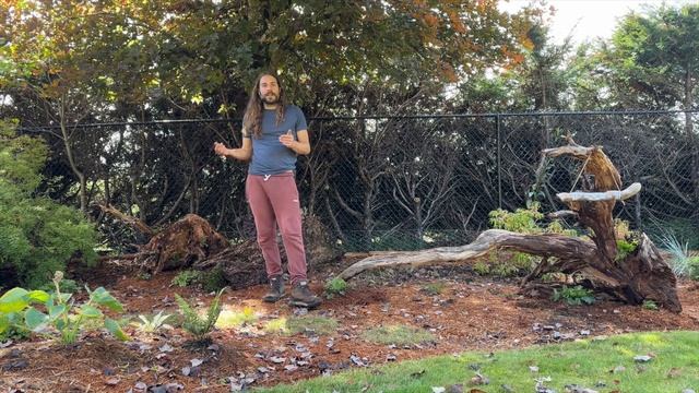 Stumpery Garden Planting & Tour ☘️🌿🌱 - Part 1 смотреть онлайн