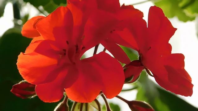 || Flower Garden || Free Stock Videos || смотреть онлайн