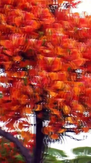 wow Royal poinciana Beautiful Gulmohar flowers #shortvideo #shorts #short смотреть онлайн
