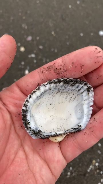 🐚赤貝の仲間？の貝。赤貝は名前の通り赤い血液を持つ貝で、その赤色は人間と同じヘモグロビンが由来です🐚 #shorts смотреть онлайн