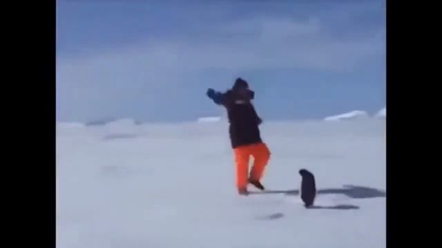 Funny Animals 1 Забавные животные смотреть онлайн