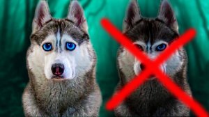 ФИНАЛЬНАЯ БИТВА С ТЁМНЫМ ХАСКИ БАНДИТОМ SHADOW!!!