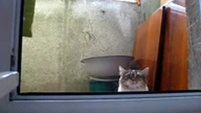 кот в засаде смотреть онлайн