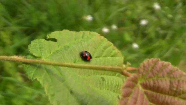 COCCINELLE Asiatique / Harmonia axyridis / Quatre Points ! BRUITX смотреть онлайн