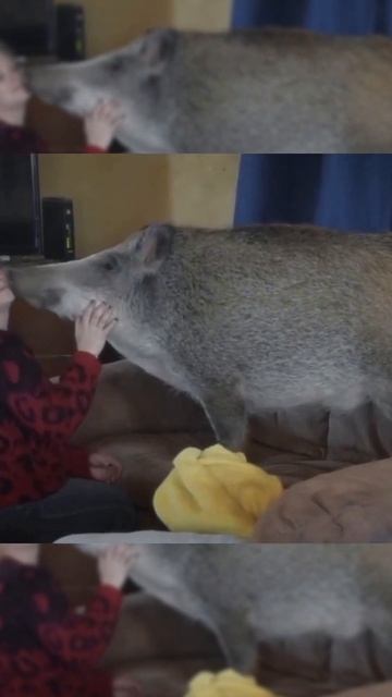 Домашний кабан 🐗 #хорошиеновости #goodnews смотреть онлайн