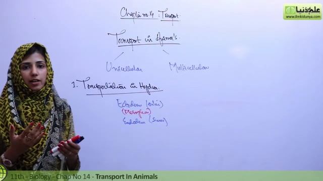 Transport in Animals - Biology Ch 14 Transport - 11th Class Biology смотреть онлайн