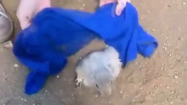 Бешеный хомяк! смотреть онлайн