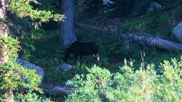 Lake Mary | Lake Martha | Lake Catherine | Big Cottonwood Canyon | Salt Lake City | Backpacking смотреть онлайн
