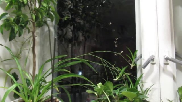 Коль жизнь...