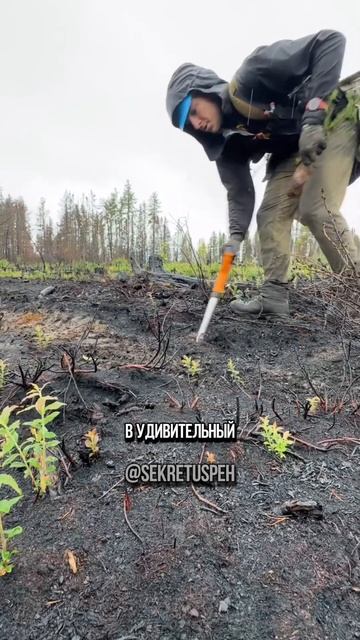 Вот как можно бороться с вырубкой лесов. Достойно уважения #интересное #вырубка #лес #деревья смотреть онлайн