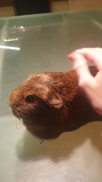 морские свинки смотреть онлайн