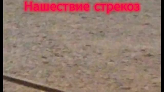 нашествие стрекоз😱😱😱 смотреть онлайн