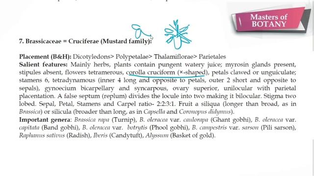 #Lecture 4 | Assistant Professor, MSc Botany | Plant Families | Brassicaceae = Crucifereae смотреть онлайн