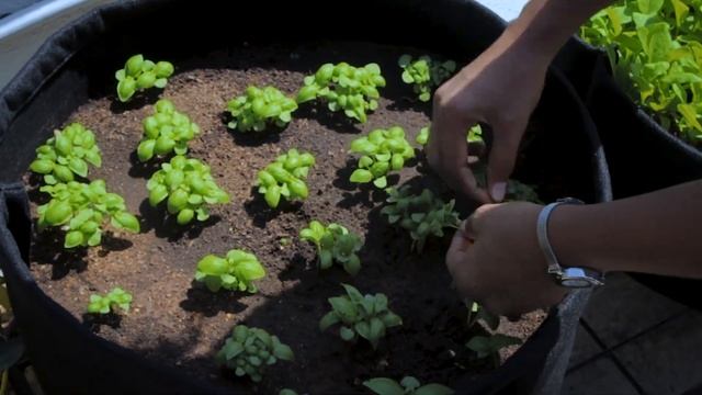 How to grow Basil from seeds at home | Easy steps | Leafy vegetables | TrustBasket смотреть онлайн
